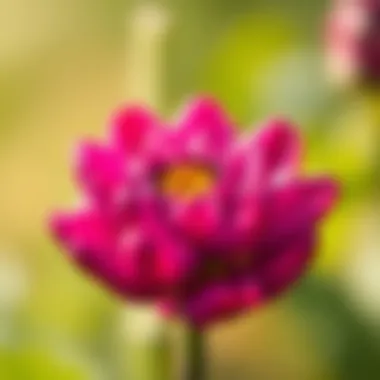 Artistic interpretation of a blooming flower