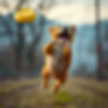 Dog in Mid-Flight A dog catching a frisbee in mid-air