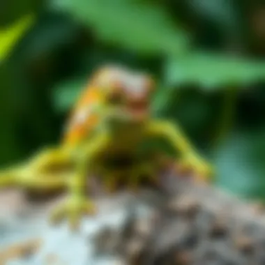 A guide displaying essential care tips for raising a baby chameleon as a pet.