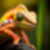 A close-up of a baby chameleon showcasing its vibrant colors and unique features.
