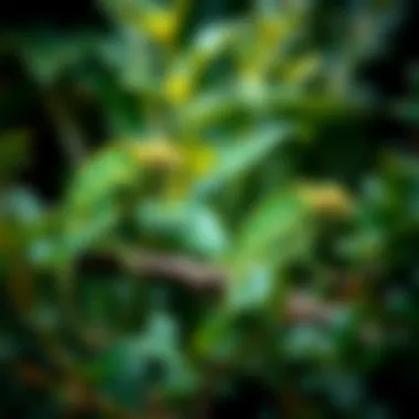 A natural habitat scene depicting where baby chameleons thrive, surrounded by foliage.