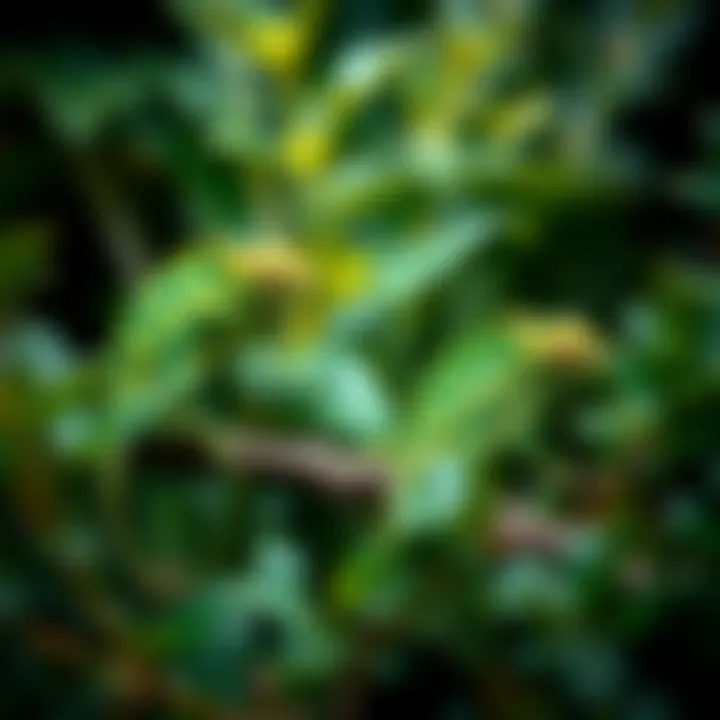 A natural habitat scene depicting where baby chameleons thrive, surrounded by foliage.