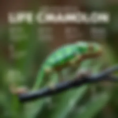 An infographic illustrating the life cycle stages of a chameleon from hatchling to adult.